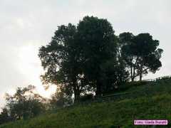 imola_011